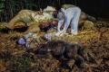Induk dan Janin Gajah Sumatera Ditemukan Mati di Riau