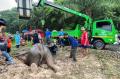 Detik-detik Penyelamatan Dramatis Bayi Gajah dan Induknya yang Jatuh ke Lubang Sedalam 2 Meter