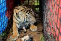 Seekor Harimau Sumatera Masuk Box Trap di Aceh Selatan