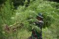 BNNP Aceh Bersama TNI dan Polri Musnahkan 4 Hektare Tanaman Ganja di Pegunungan Aceh Besar