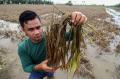 Petani Gagal Panen Usai Banjir Rendam 4.901 Hektare Persawahan di Aceh Utara