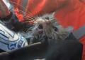 Potret Pilu Evakuasi Dramatis Kucing Sekarat Pascaserangan Drone Kamikaze di Kota Kiev