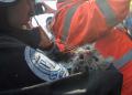 Potret Pilu Evakuasi Dramatis Kucing Sekarat Pascaserangan Drone Kamikaze di Kota Kiev