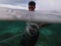 Aksi Nelayan Suku Bajo Tangkap Gurita di Laut Sombu