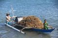 Panen Rumput Laut di Bantaeng