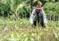 Peringati Hari Lahan Basah Sedunia 2023, KEHATI Tanam 30.000 Bibit Mangrove di Banten