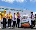 Petani NTB Panen Perdana Jagung Bioteknologi