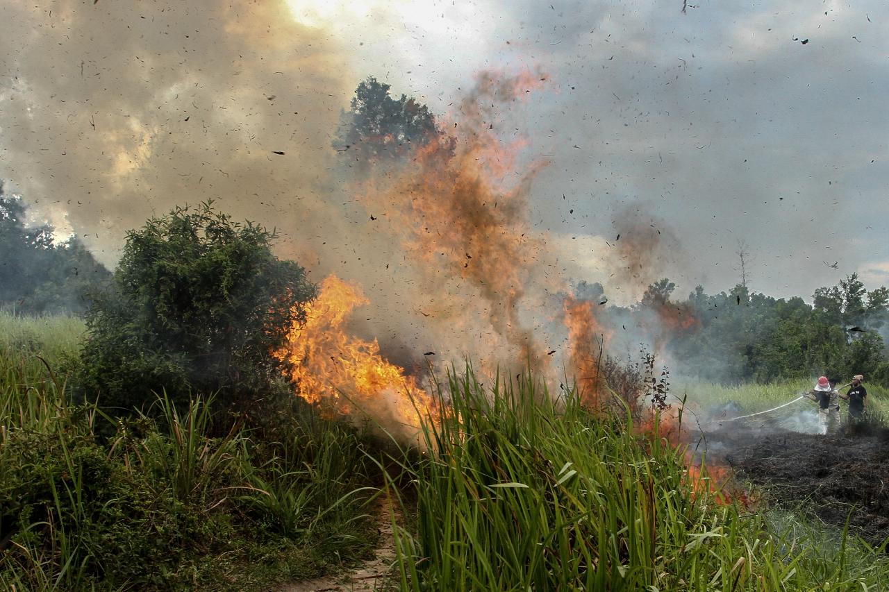 Foto 10 Hektar Lahan Di Pekanbaru Terbakar 9217