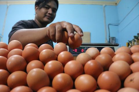 Ayam harga 2021 telur Telur ayam