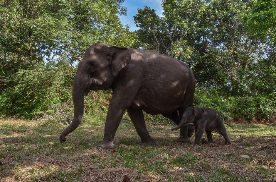 Kelahiran Bayi Gajah Sumatera di Taman Nasional Tesso Nilo Riau-0