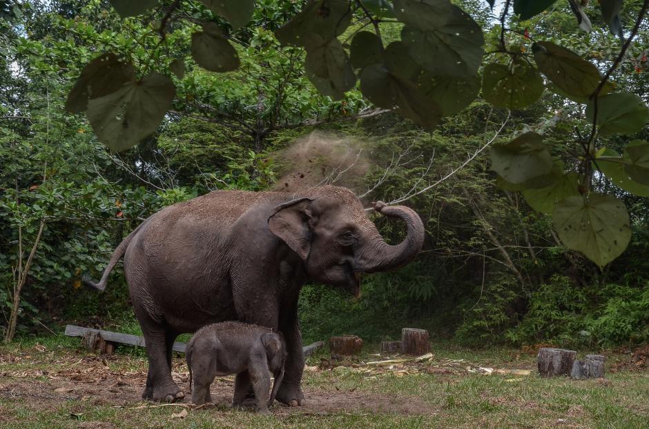 Kelahiran Bayi Gajah Sumatera di Taman Nasional Tesso Nilo Riau-1