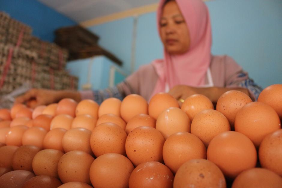 Harga Telur Berangsur Normal-2