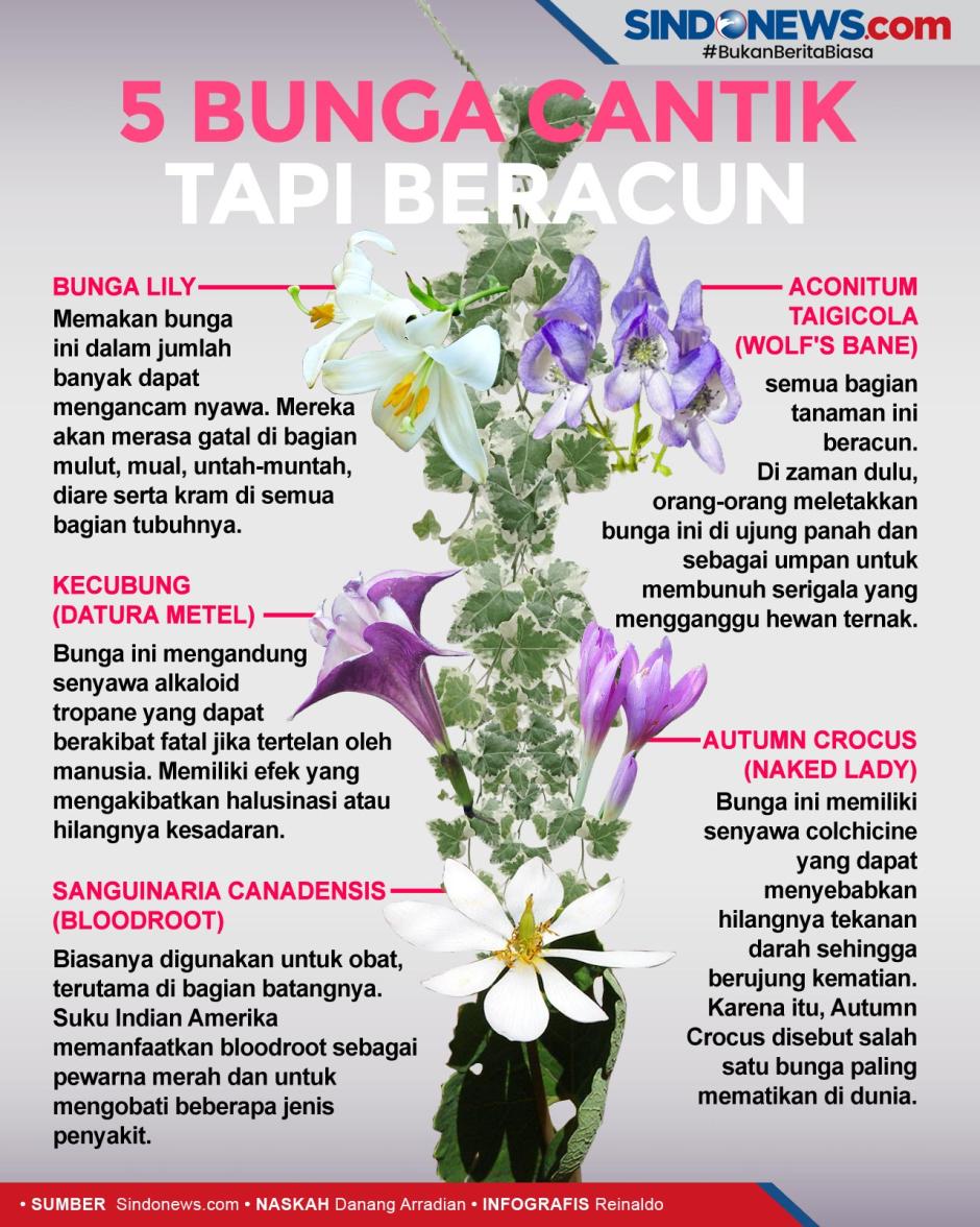 sindografis: 5 bunga cantik tapi beracun, ada kecubung dari indonesia