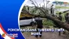 Akibat Hujan Disertai Angin Kencang, Pohon Tumbang dan Timpa Mobil di Sunter Agung