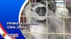 BKSDA Serang Terima Hewan Primata Langka Owa Jawa dari Warga, Begini Penampakannya