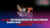 Ular Piton Sepanjang 6 Meter Kejutkan Asrama Haji Sukolilo Surabaya