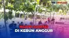 Menyeruput Kopi Sambil Belajar Menanam Anggur di Bireuen Aceh