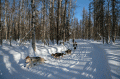 Lomba Balap Kereta Luncur Anjing Kembali Digelar di Alaska