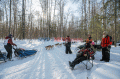 Lomba Balap Kereta Luncur Anjing Kembali Digelar di Alaska