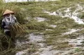 Petani Panen Paksa Padi Akibat Terendam Banjir