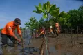 HUT ke-50, Basarnas Tanam Mangrove di Pantai Untia