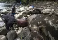 Gajah Sumatra Mati di Kawasan Hutan Pucuk Krueng Pase Aceh Utara