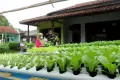 Panen Sayuran Hidroponik di Halaman rumah