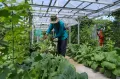 Melihat Urban Farming di Susia Garden Kalibata