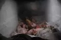 Wabah PMK, Pedagang Daging Sapi Khawatir Turun Omzet