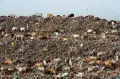 Miris, Ratusan Ekor Sapi Mengonsumsi Sampah di TPA Antang Makassar