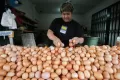 Harga Telur Ayam Ras Tembus Rp28.000 Per Kilogram
