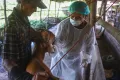 12.200 Vaksin PMK Siap Didistribusikan ke Seluruh Kota dan Kabupaten di Provinsi Sumsel
