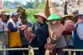 Momen Puan Maharani Dengarkan Keluhan Petani Sambil Tanam Bawang di Brebes