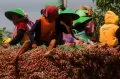 Jelang Idul Adha, Harga Bawang Merah Melonjak di Sejumlah Daerah