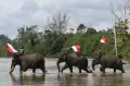Pengibaran Bendera Merah Putih Bersama Gajah Sumatera