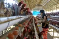 Mengintip Peternakan Telur Omega 3 di Kabupaten Gowa