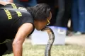 Aksi Nekat Pawang Ular Cium King Cobra di Pameran Flora dan Fauna 2022