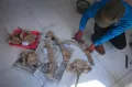 Penemuan Fosil Binatang Purba di Pegunungan Patiayam