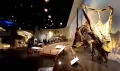 Menelusuri Jejak Dinosaurus di Amerika Utara