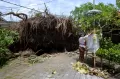 Pohon Tumbang Akibat Cuaca Ekstrem di Bali