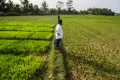 Lahan Pertanian Alami Kekeringan, Petani di Aceh Terancam Gagal Panen