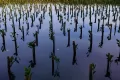 Mengatasi Banjir Rob Jakarta dengan Reforestasi Mangrove