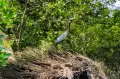 Sensus Burung Air Asia di Taman Mangrove Angke Kapuk