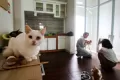 Serunya Bermain Bersama ‘Anabul’ di Kafe Bilik Kucing