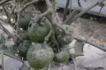 Petani Lereng Merapi Gagal Panen Tomat Akibat Abu Vulkanik