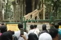 Ribuan Pengunjung Padati Taman Margasatwa Ragunan 