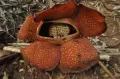 Cantiknya Rafflesia Arnoldi Mekar Sempurna di Kawasan Bukit Daun Bengkulu