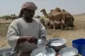 Mengunjungi Peternakan Susu Unta di Arab Saudi