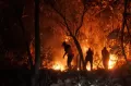 Kebakaran Hebat Hanguskan Hutan Jati Milik Perhutani di Situbondo