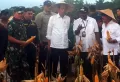 Presiden Panen Jagung di Lumbung Pangan Papua
